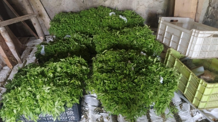 Ata Tohumlarından Üretilen Domates Fidelerinin Dağıtımına Başlandı