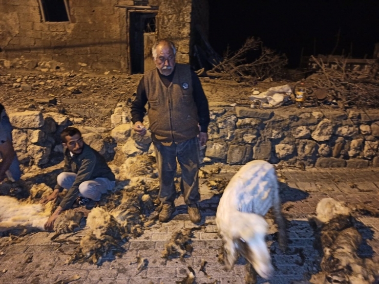 Gercüş’te Koyun Kırkma Dönemi Başladı