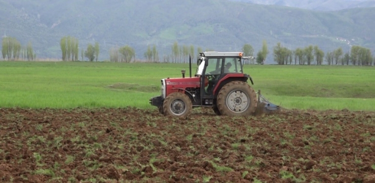 Bingöl’de Örnek Çalışma, İhtiyaç Sahipleri İçin 30 Dönüme Nohut Ekildi