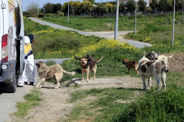 Büyükçekmece’de Sokak Hayvanları Unutulmuyor