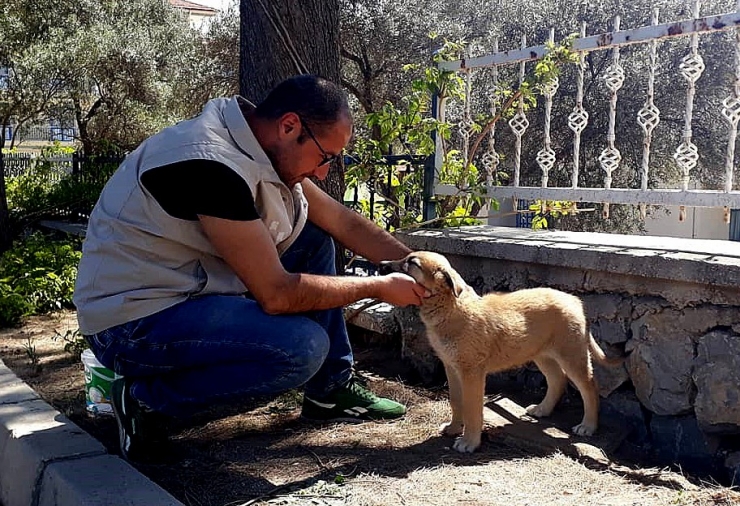 Sokak Hayvanları Kısıtlama Günlerinde De Unutulmadı