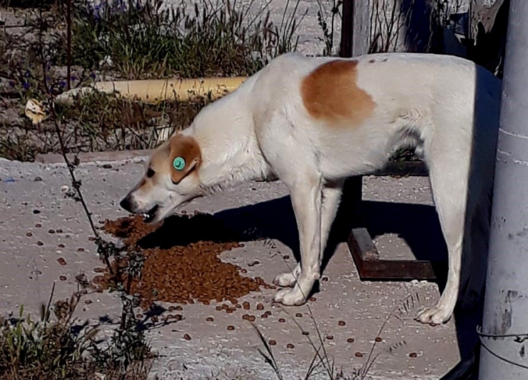 Sokak Hayvanları Kısıtlama Günlerinde De Unutulmadı