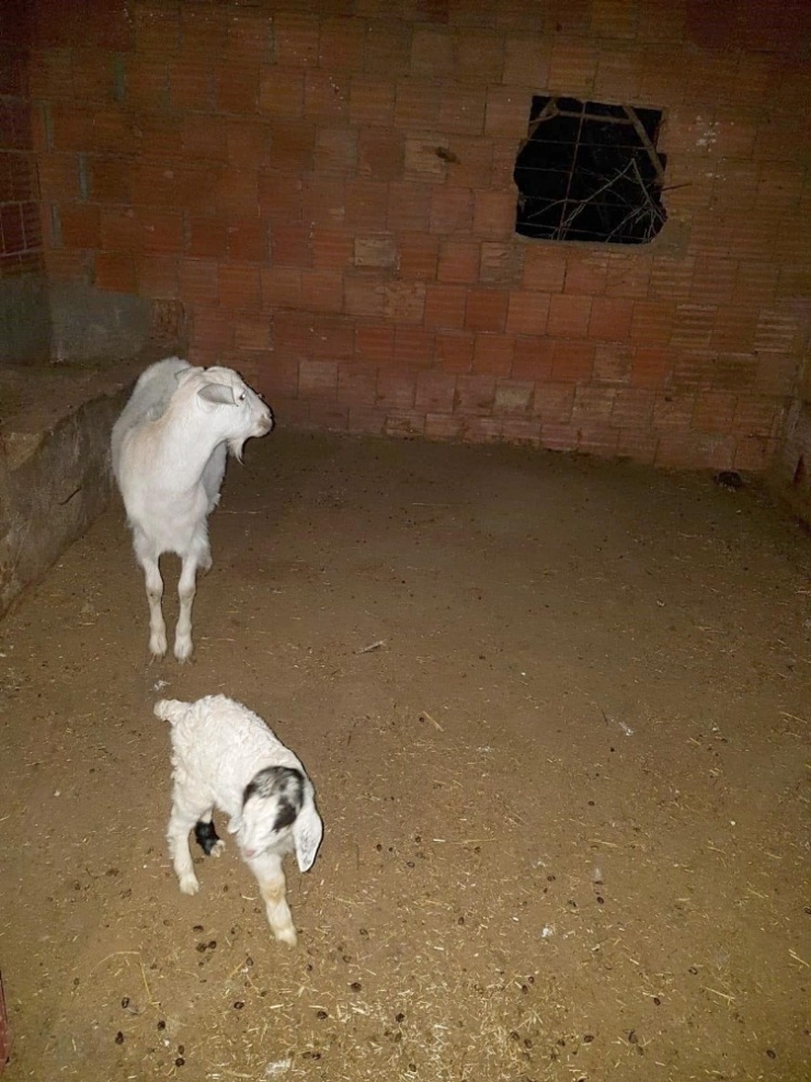 Demir Boru İçinde Mahsur Kalan Oğlak İtfaiye Ekipleri Tarafından Kurtarıldı