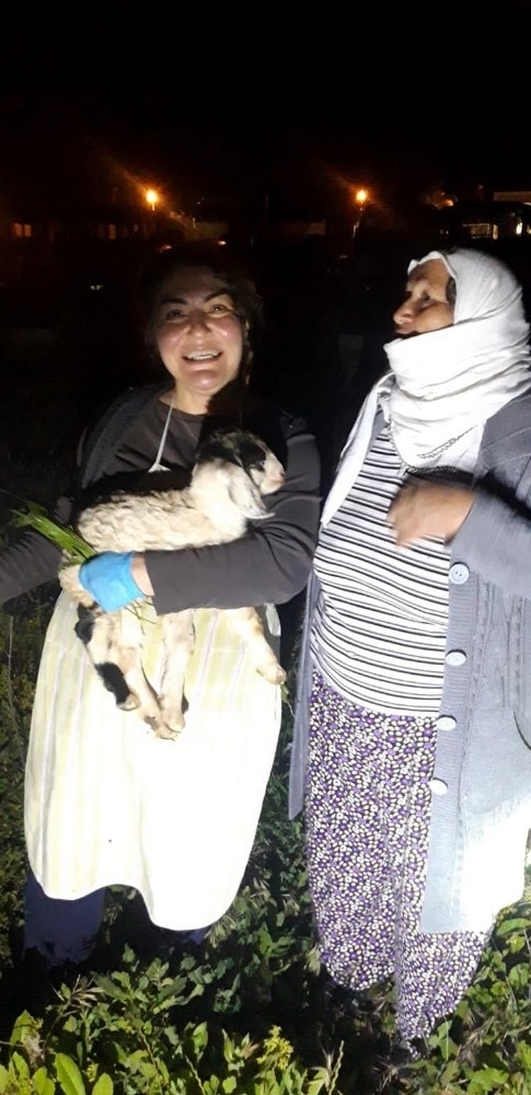 Demir Boru İçinde Mahsur Kalan Oğlak İtfaiye Ekipleri Tarafından Kurtarıldı