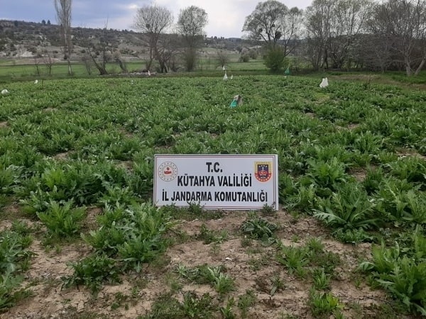 Emet’te 55 Bin 500 Kök Kaçak Ekilmiş Haşhaş Bitkisi Ele Geçirildi