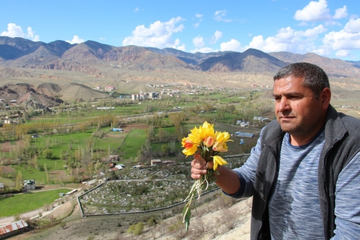 Oltu’da Laleler Açtı