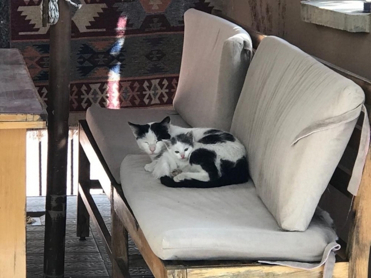 Yavru Kedi Saatler Süren Çalışma Sonucu Kurtarıldı