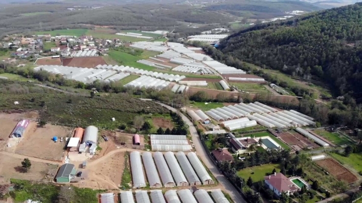 Korona Virüse Rağmen Üretimin Devam Ettiği Göçbeyli’deki Seralar Havadan Görüntülendi