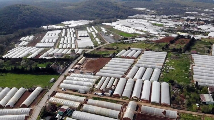 Korona Virüse Rağmen Üretimin Devam Ettiği Göçbeyli’deki Seralar Havadan Görüntülendi