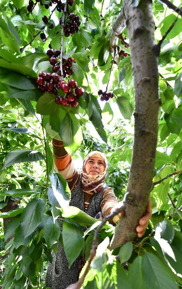 Başkan Soyer’den Kiraz Hasadına Destek Çağrısı