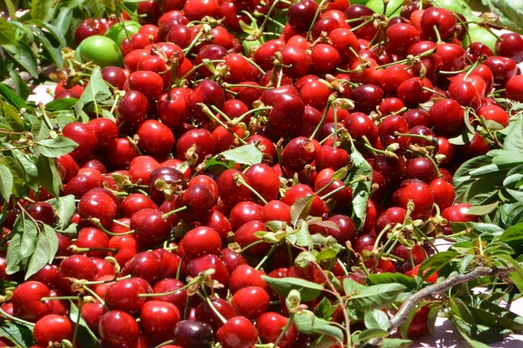 Başkan Soyer’den Kiraz Hasadına Destek Çağrısı