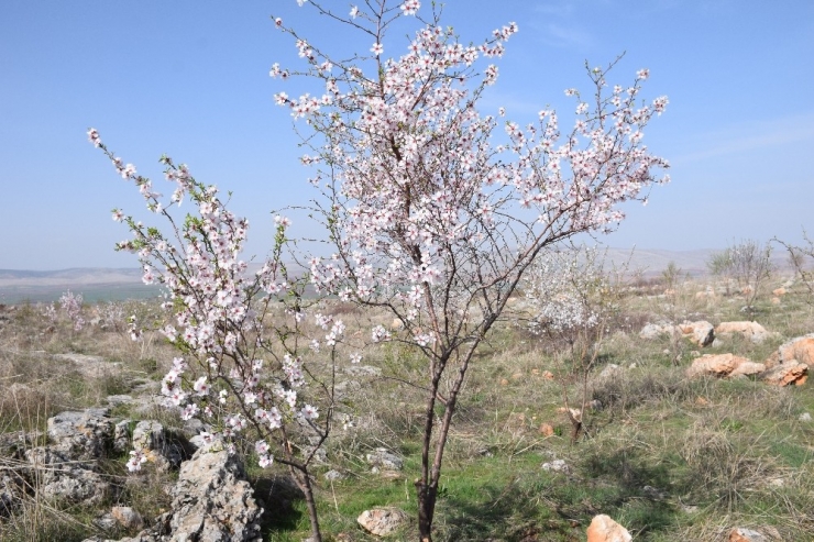 Orman Sahalarından 10 Ton Badem Hasat Edildi