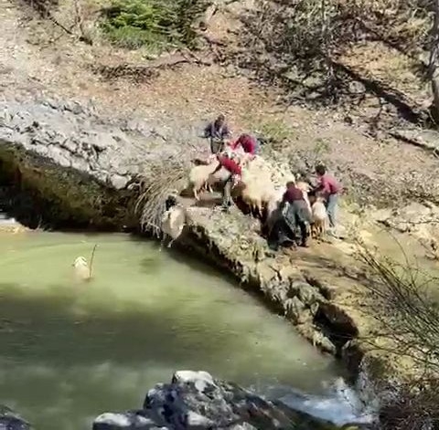 Koyunlar Hastalıklara Karşı Derede Yıkanıyor