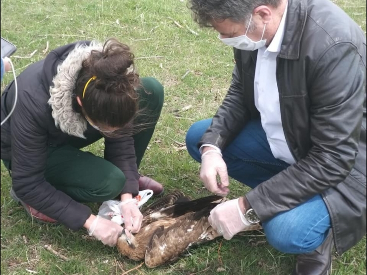 Kars’ta Şahinlerin Ölüm Nedenleri Araştırılıyor