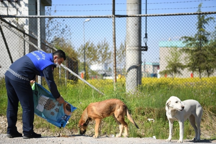 Kartepe’de Sokak Hayvanları Unutulmuyor