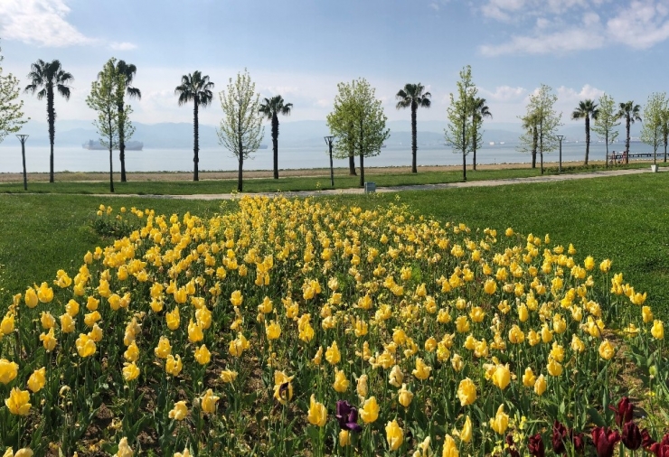 Görsel Şölen Oluşturan Lalelerin Güzellikleri Karşılıksız Kaldı