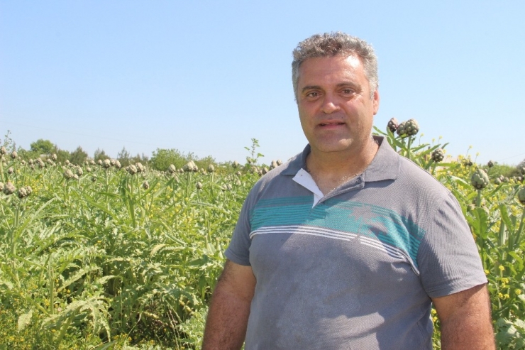 Urla’da Festival İptal Olunca İnternetten Enginar Satışları Patladı