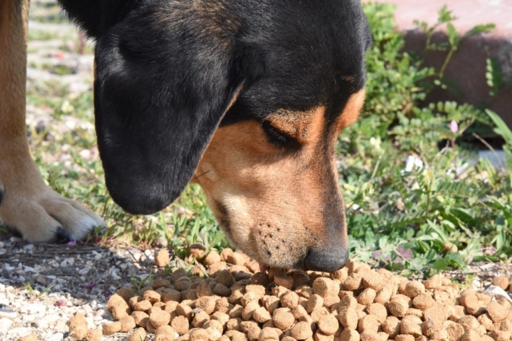 Sokak Hayvanları İçin Mama Çağrısı Meyvesini Vermeye Başladı