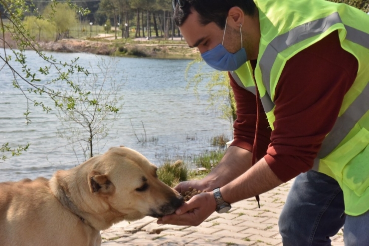Sokak Hayvanları İçin Mama Çağrısı Meyvesini Vermeye Başladı