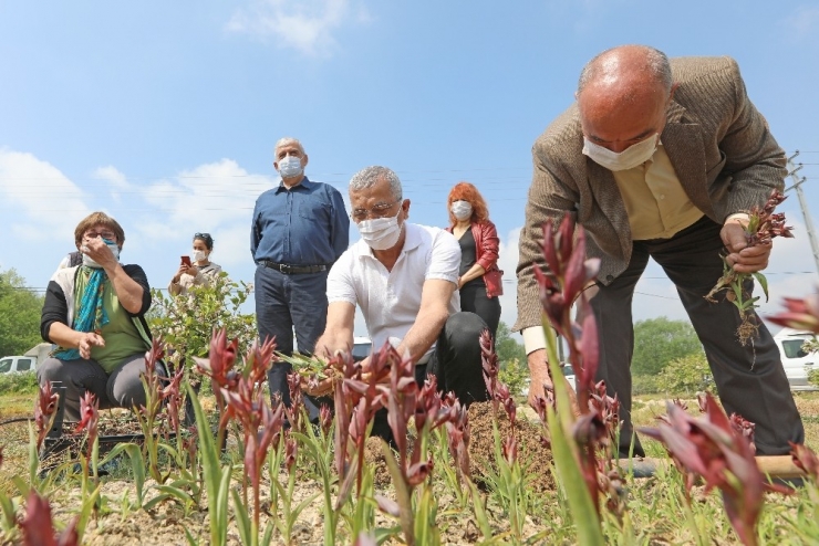 Mersin’de Kadın Kooperatifinden Salep Hasadı