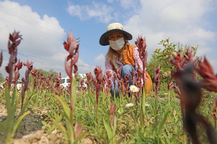 Mersin’de Kadın Kooperatifinden Salep Hasadı