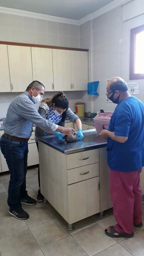 Yavru Kızıltilki Barınağa Teslim Edildi