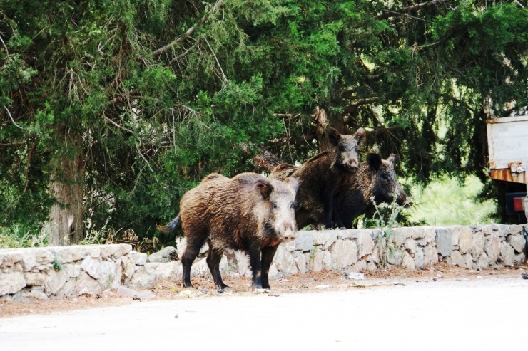 Bodrum’da Şehre İnen Domuzu Beslediler