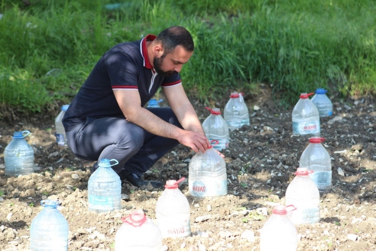 Fideleri Zarar Görmesin Diye Pet Şişelerle Koruyor