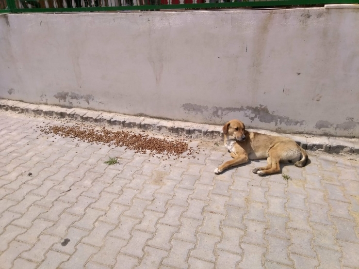 Süleymanpaşa Belediyesinden Can Dostlarına Yardım Eli