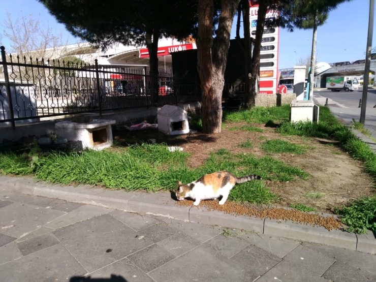 Süleymanpaşa Belediyesinden Can Dostlarına Yardım Eli