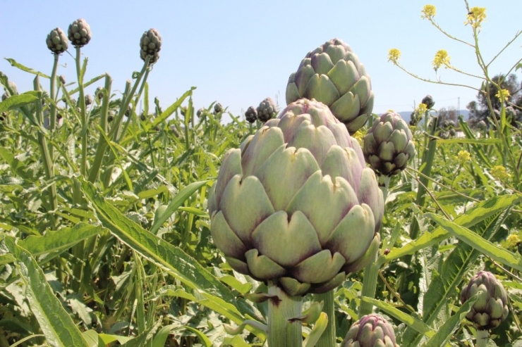 Urla’da Festival İptal Olunca İnternetten Enginar Satışları Patladı