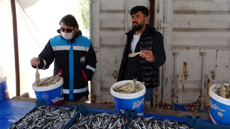 Kaçak İnci Kefali Satıcılarına Göz Açtırılmadı