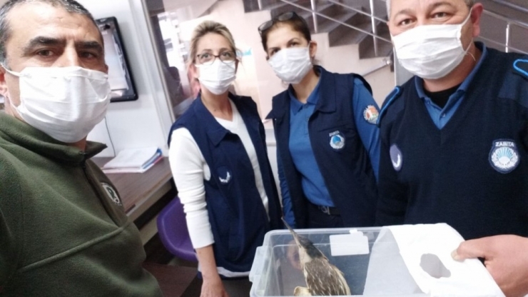 Mezitli’de Yaralı Halde Bulunan Balaban Kuşu Tedaviye Alındı
