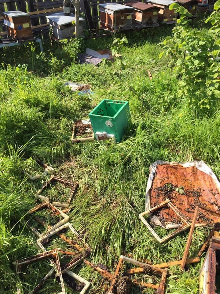 Aç Ayı Kovanlarını Parçaladı