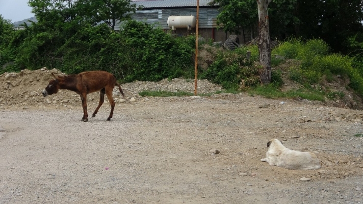 Eşek İle Köpeğin Dostluğu