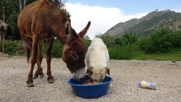 Eşek İle Köpeğin Dostluğu