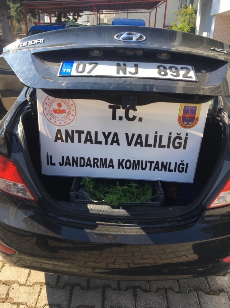 Şüphe Üzerine Durdurulan Araçta 154 Kök Hint Keneviri Çıktı