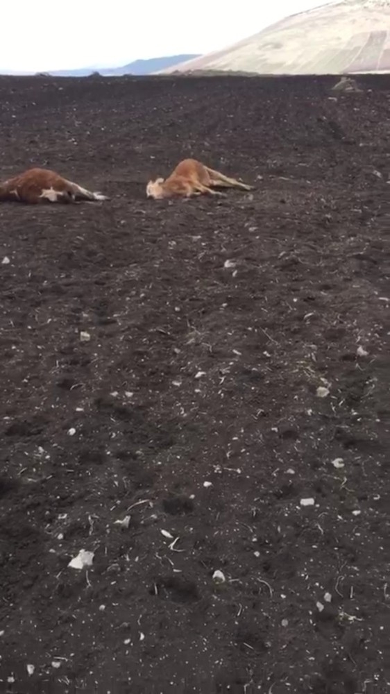 Köye İnen Kurtlar Büyükbaş Hayvanları Telef Etti