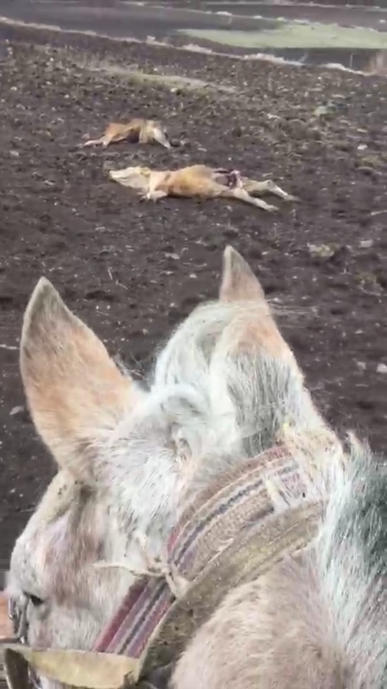 Köye İnen Kurtlar Büyükbaş Hayvanları Telef Etti