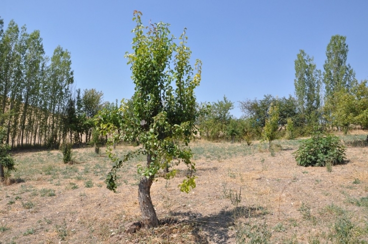 Ankara Armudu Akyurt’un Simgesi Olacak