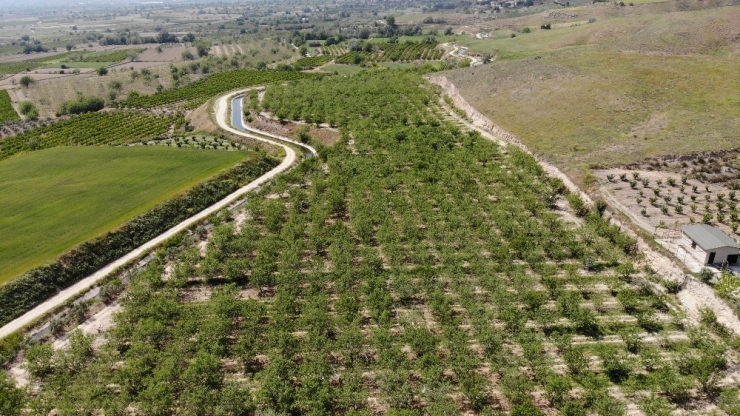 Denizli’de Çağla Sezonunun İlk Hasadı Sona Erdi