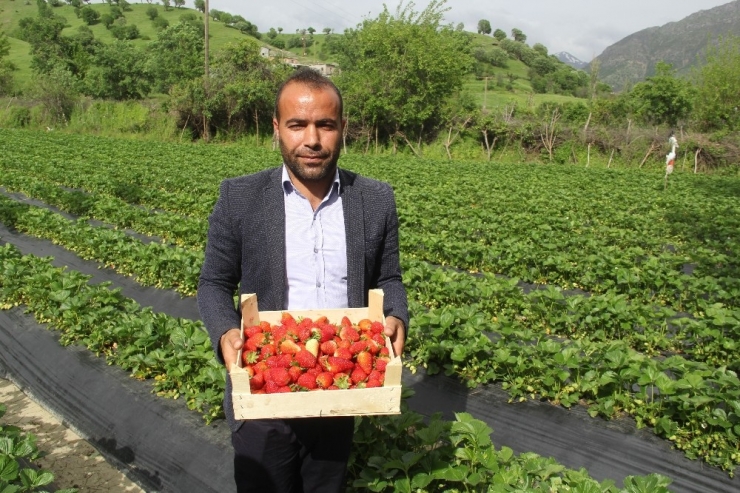 Sason’da Korona Virüs Gölgesinde Yılın İlk Çilek Hasadı Başladı