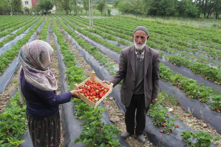 Sason’da Korona Virüs Gölgesinde Yılın İlk Çilek Hasadı Başladı