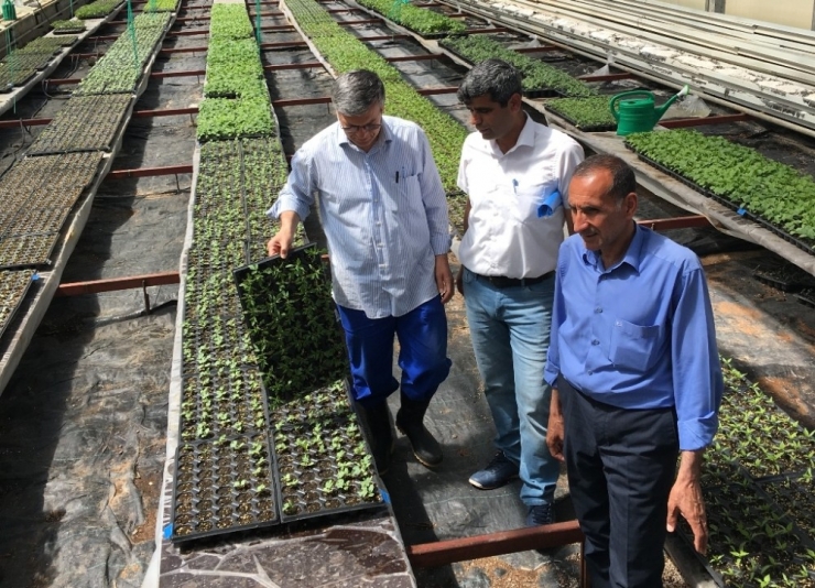 Bingöl Üniversitesinde Fide Üretimi