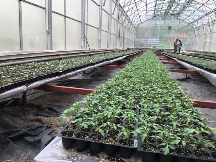 Bingöl Üniversitesinde Fide Üretimi