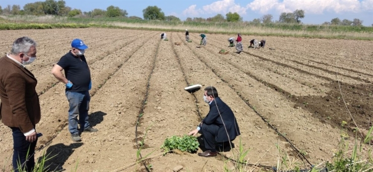 Çanakkale’de Tarımsal Üretim Kesintisiz Sürdürülüyor