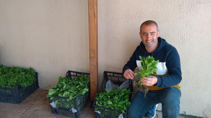 Kulp’ta Sebze Fideler Satışa Sunuldu