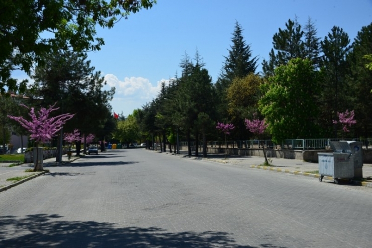 Gediz’de Baharın Müjdecisi Erguvanlar Göz Kamaştırıyor