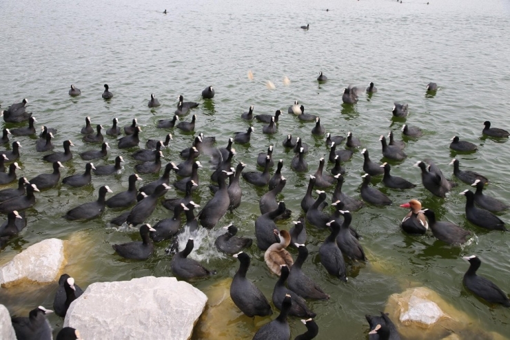 Doğa Ve Hayvanlar İçin El Ele