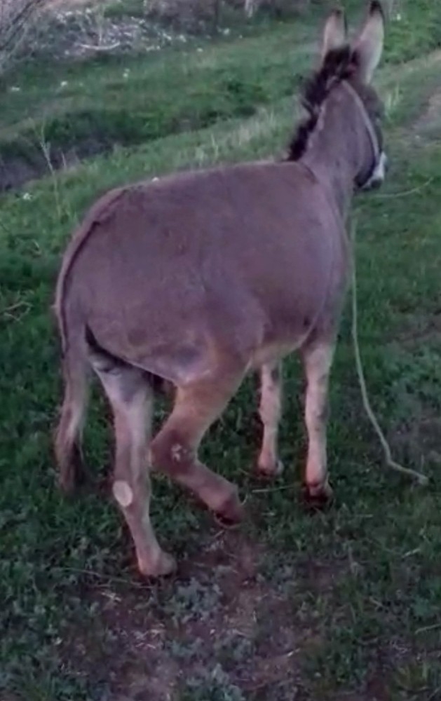 Eşeğe Zulme 947 Lira Para Cezası